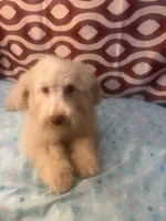 FIRE, a male Poodle - Miniature  for sale in Houston, TX – Photo 10 of 10