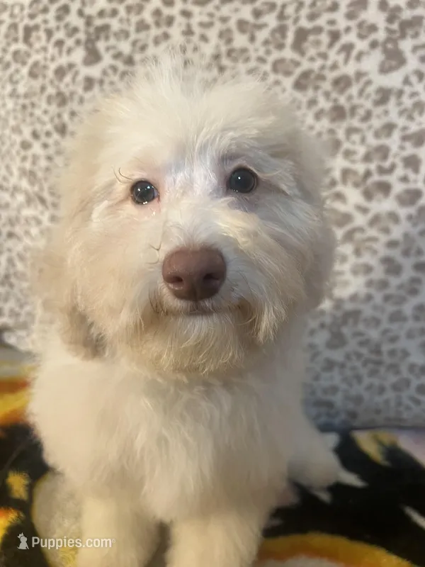 FIRE, a male Poodle - Miniature  for sale in Houston, TX – Photo 1 of 10