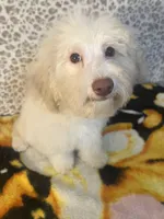 FIRE, a male Poodle - Miniature  for sale in Houston, TX – Photo 5 of 10