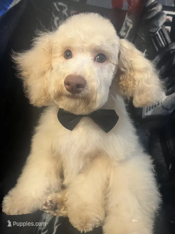 SABLE – Poodle - Miniature  puppy for sale in Houston, TX