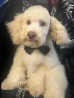 SABLE, a male Poodle - Miniature  for sale in Houston, TX – Photo 1 of 10