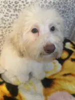 FIRE, a male Poodle - Miniature  for sale in Houston, TX – Photo 2 of 10