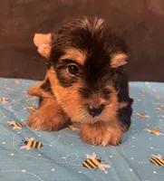Puppy boy 2, a male Yorkshire Terrier for sale in Houston, TX – 2 of 7
