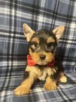 Major, a male Yorkshire Terrier for sale in Houston, TX – 5 of 9