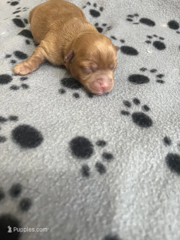Puppy girl 2 – Yorkshire Terrier puppy for sale in Houston, TX