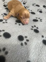 Puppy girl 2, a female Yorkshire Terrier for sale in Houston, TX – 1 of 3