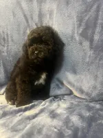 Smoke, a male Poodle - Miniature  for sale in Houston, TX – 3 of 9
