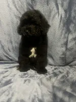 Smoke, a male Poodle - Miniature  for sale in Houston, TX – 9 of 9