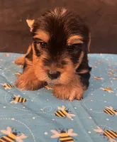Puppy boy 2, a male Yorkshire Terrier for sale in Houston, TX – 5 of 7
