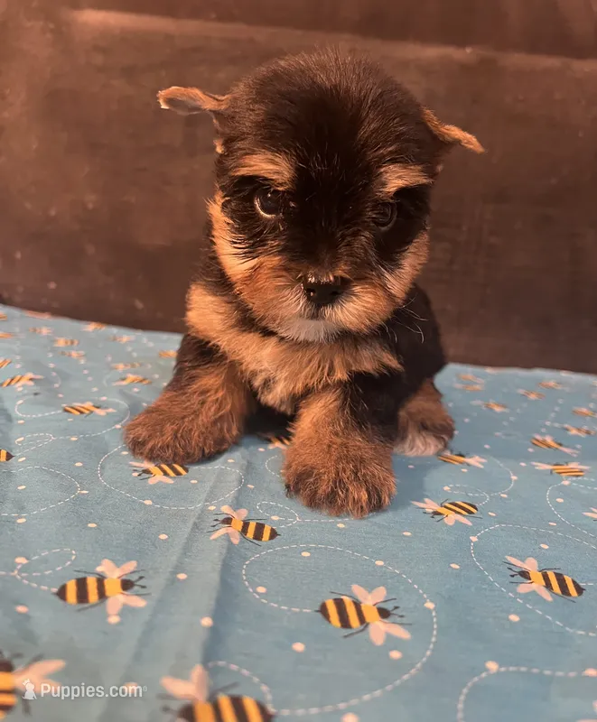 Puppy boy 1 – Yorkshire Terrier puppy for sale in Houston, TX