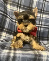 Myles, a male Yorkshire Terrier for sale in Houston, TX – 2 of 10