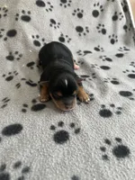 Puppy boy 1, a male Yorkshire Terrier for sale in Houston, TX – 1 of 3