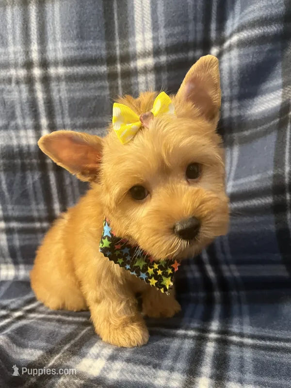 Daisy 🌼  – Yorkshire Terrier puppy for sale in Houston, TX