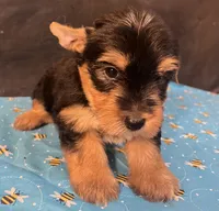 Puppy boy 2, a male Yorkshire Terrier for sale in Houston, TX – 6 of 7