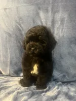 Smoke, a male Poodle - Miniature  for sale in Houston, TX – 2 of 9