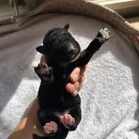 Purple, a female Bernedoodle for sale in Utopia, TX – Photo 4 of 4