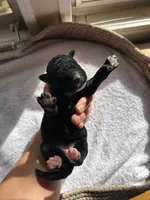 Purple, a female Bernedoodle for sale in Utopia, TX – Photo 2 of 2