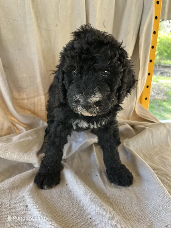 Purple – Bernedoodle puppy for sale in Utopia, TX
