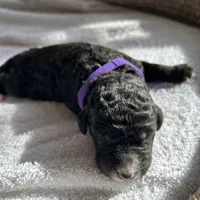 Purple, a female Bernedoodle for sale in Utopia, TX – Photo 3 of 4