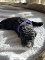 Purple, a female Bernedoodle for sale in Utopia, TX – Photo 1 of 2