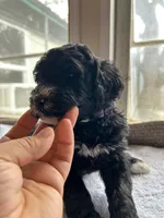Purple, a female Bernedoodle for sale in Utopia, TX – Photo 2 of 4