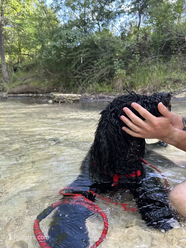 Black – Bernedoodle, Poodle - Standard  puppy for sale in Utopia, TX