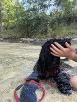 Black, a female Bernedoodle and Poodle - Standard  for sale in Utopia, TX – 1 of 2