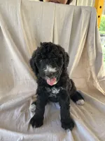 Orange, a female Bernedoodle for sale in Utopia, TX – Photo 1 of 4