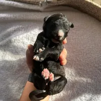 Orange, a female Bernedoodle for sale in Utopia, TX – Photo 4 of 4