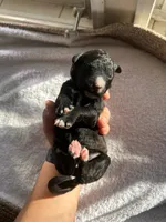 Orange, a female Bernedoodle for sale in Utopia, TX – Photo 2 of 2