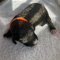 Orange, a female Bernedoodle for sale in Utopia, TX – Photo 3 of 4