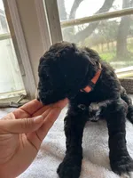 Orange, a female Bernedoodle for sale in Utopia, TX – Photo 2 of 4