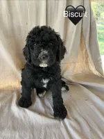 Black, a female Bernedoodle and Poodle - Standard  for sale in Utopia, TX – 2 of 2
