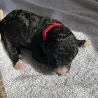Red, a male Bernedoodle for sale in Utopia, TX – Photo 3 of 4