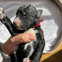 Red, a male Bernedoodle for sale in Utopia, TX – Photo 4 of 4