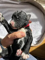Red, a male Bernedoodle for sale in Utopia, TX – Photo 2 of 2