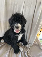 Red, a male Bernedoodle for sale in Utopia, TX – Photo 1 of 4