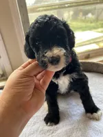 Red, a male Bernedoodle for sale in Utopia, TX – Photo 2 of 4