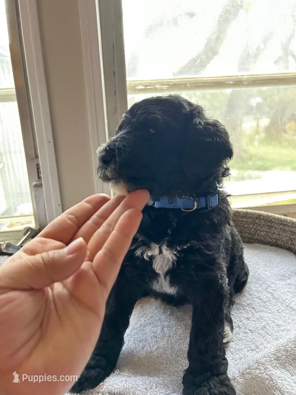 Blue – Bernedoodle puppy for sale in Utopia, TX