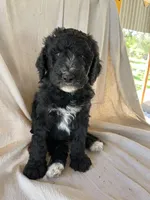 Blue, a male Bernedoodle for sale in Utopia, TX – Photo 1 of 4