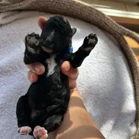 Blue, a male Bernedoodle for sale in Utopia, TX – Photo 4 of 4