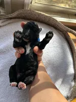 Blue, a male Bernedoodle for sale in Utopia, TX – Photo 2 of 2