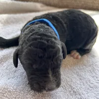 Blue, a male Bernedoodle for sale in Utopia, TX – Photo 3 of 4