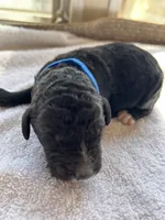 Blue, a male Bernedoodle for sale in Utopia, TX – Photo 1 of 2
