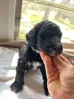 Gray, a male Bernedoodle for sale in Utopia, TX – Photo 2 of 4