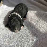 Gray, a male Bernedoodle for sale in Utopia, TX – Photo 4 of 4