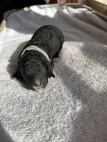 Gray, a male Bernedoodle for sale in Utopia, TX – Photo 1 of 2