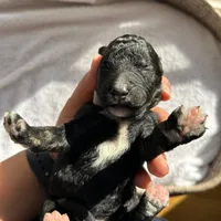 Gray, a male Bernedoodle for sale in Utopia, TX – Photo 3 of 4