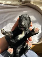 Gray, a male Bernedoodle for sale in Utopia, TX – Photo 2 of 2