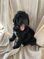 Gray, a male Bernedoodle for sale in Utopia, TX – Photo 1 of 4